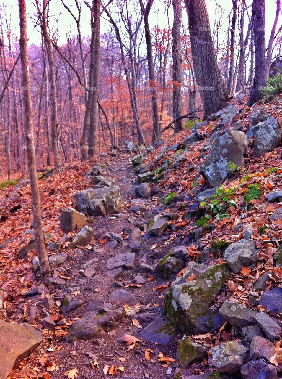 Dinosaur State Park, CT