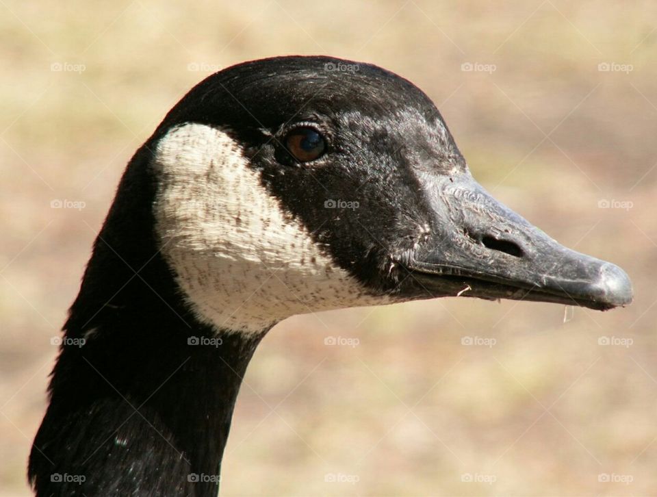Goose face