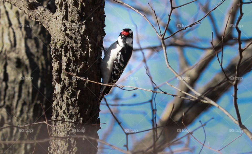 woodpecker in tree