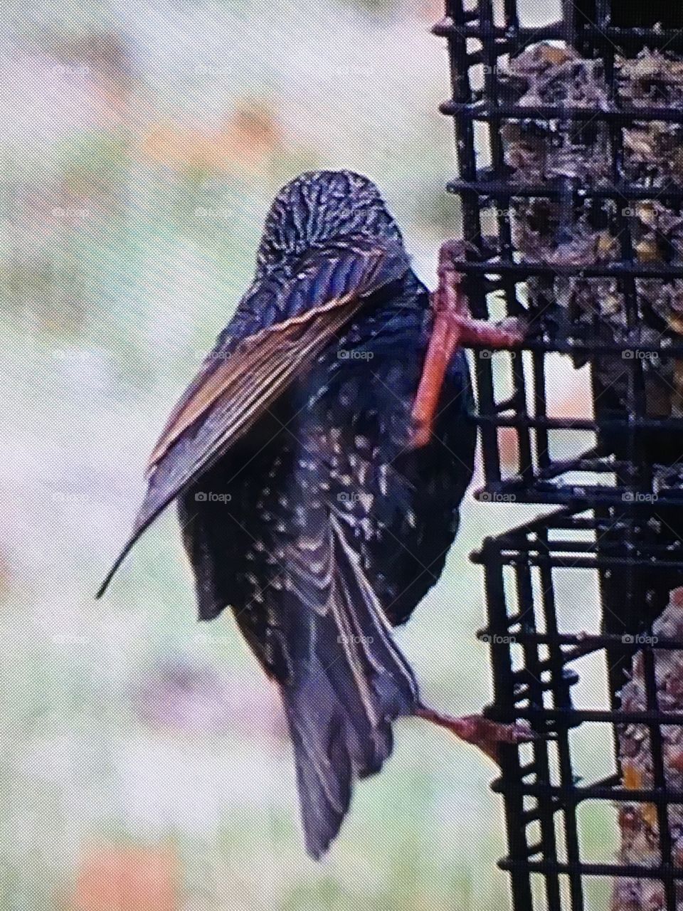 Bird perched for takeoff