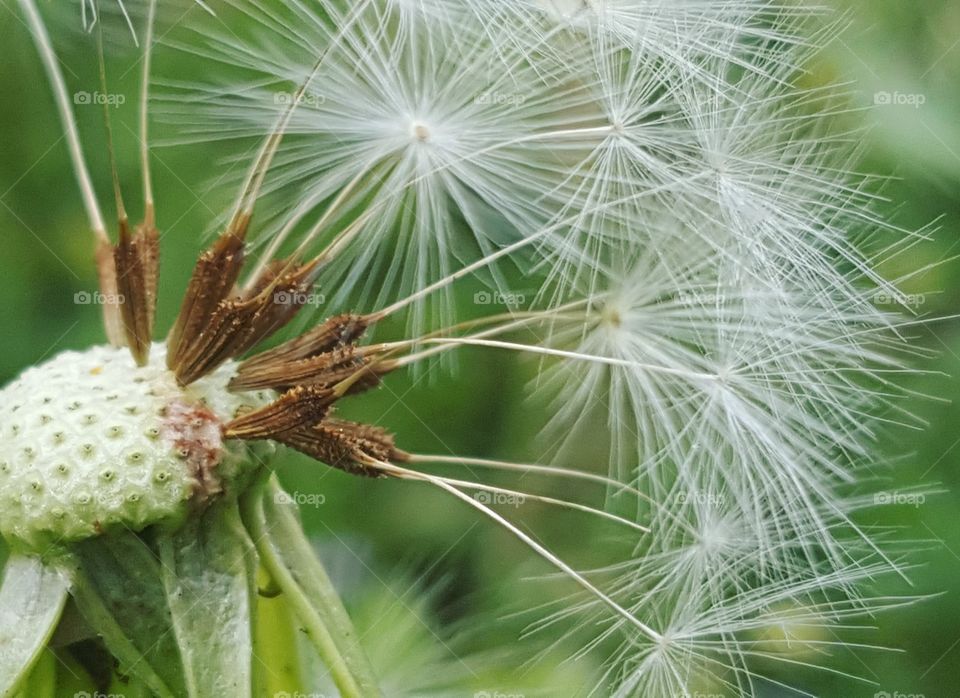 Beautiful macro shot