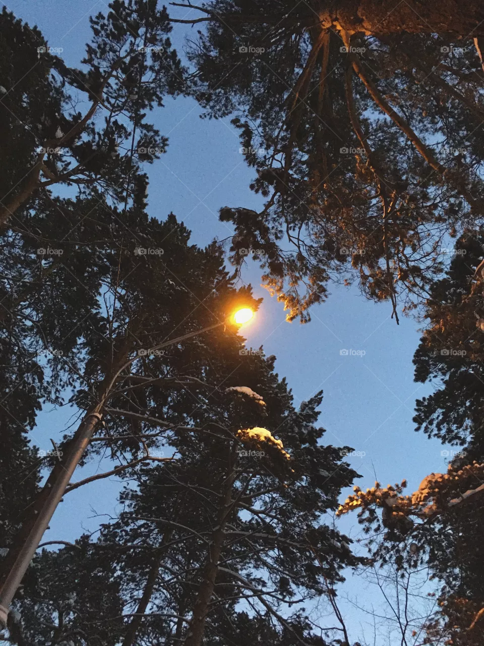 Winter forest 