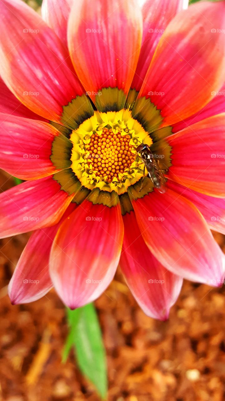 Bug on a flower