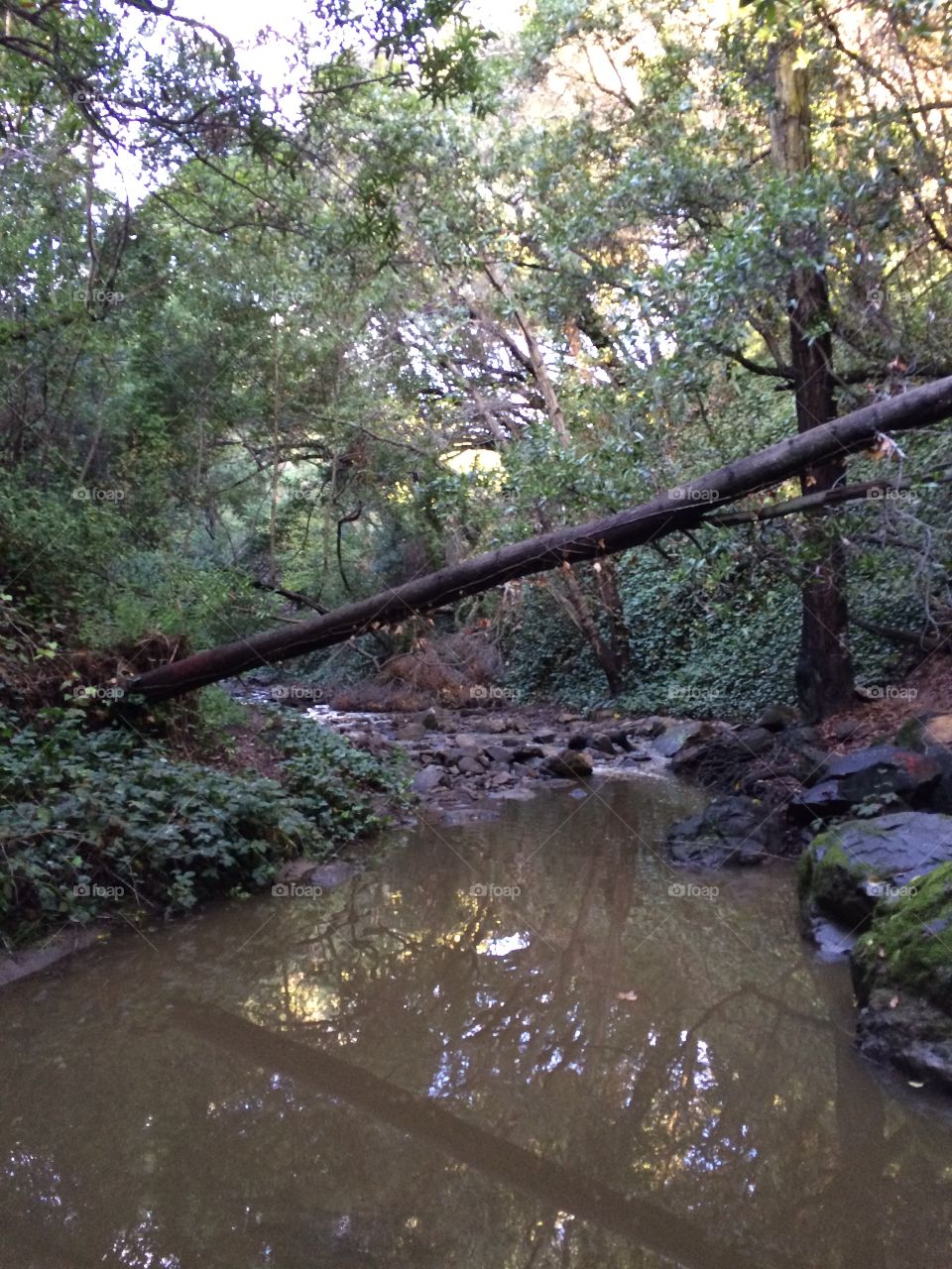 Oakland creek hike 