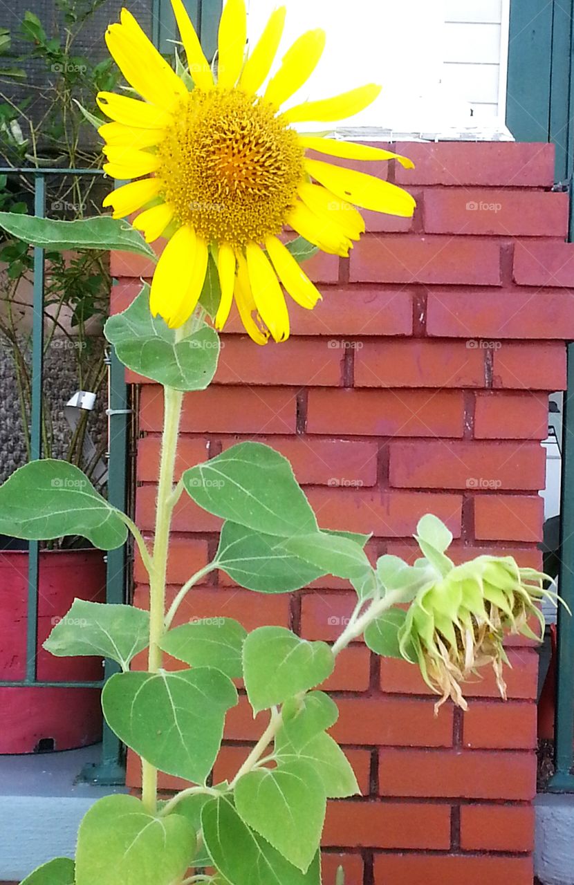 sunflower♡