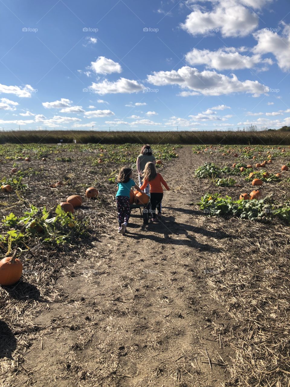 Picking at the pumpkin patch