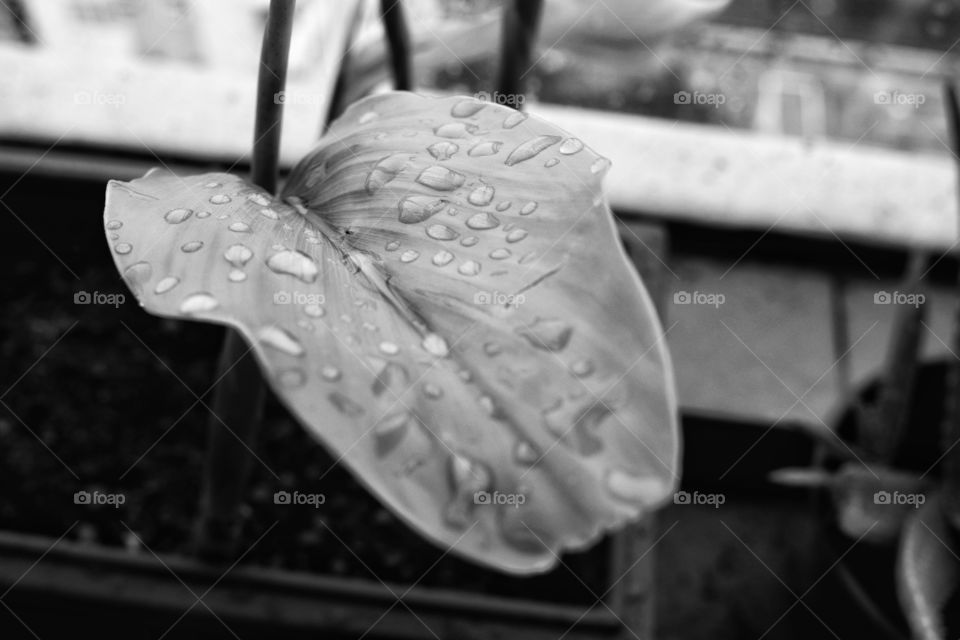 Raindrops of 2019