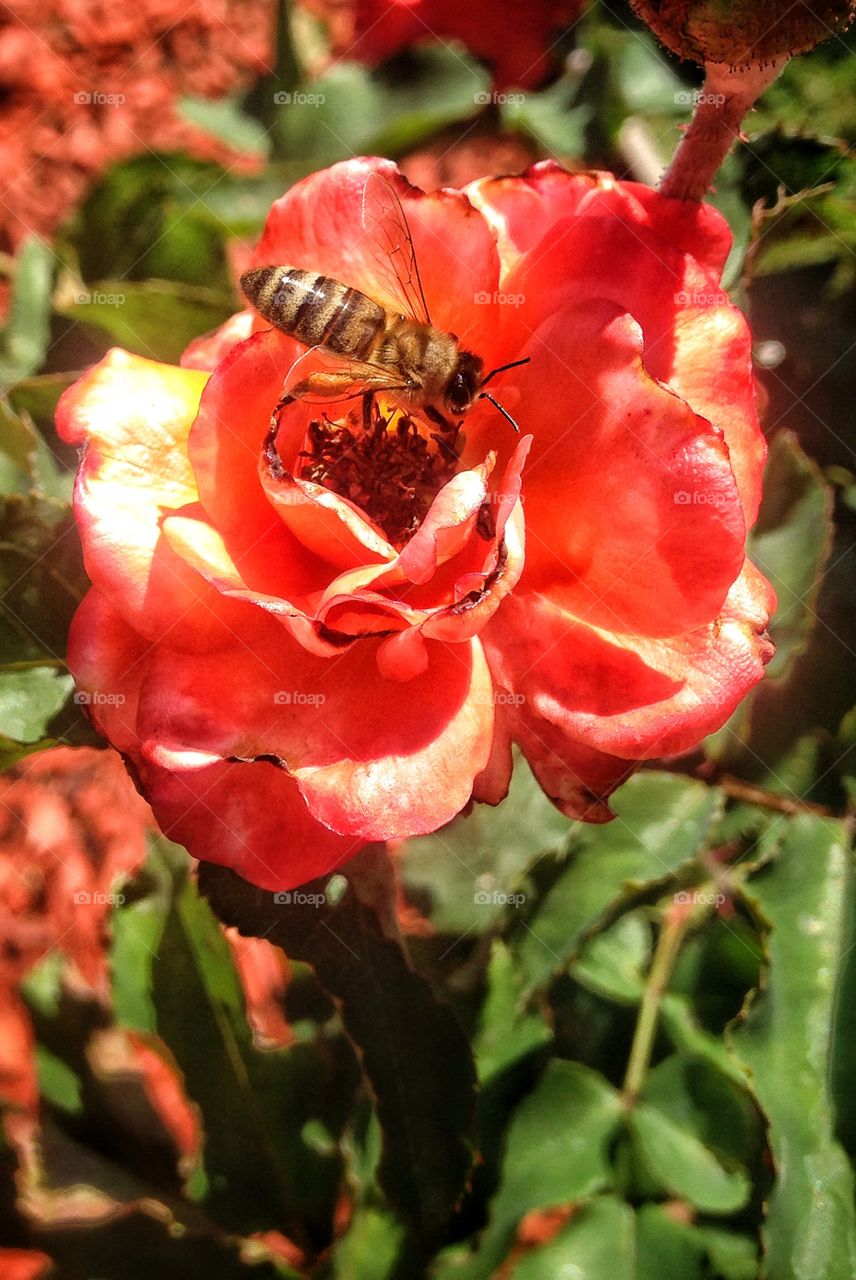 Bee rose