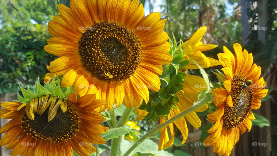 Sunflower Family