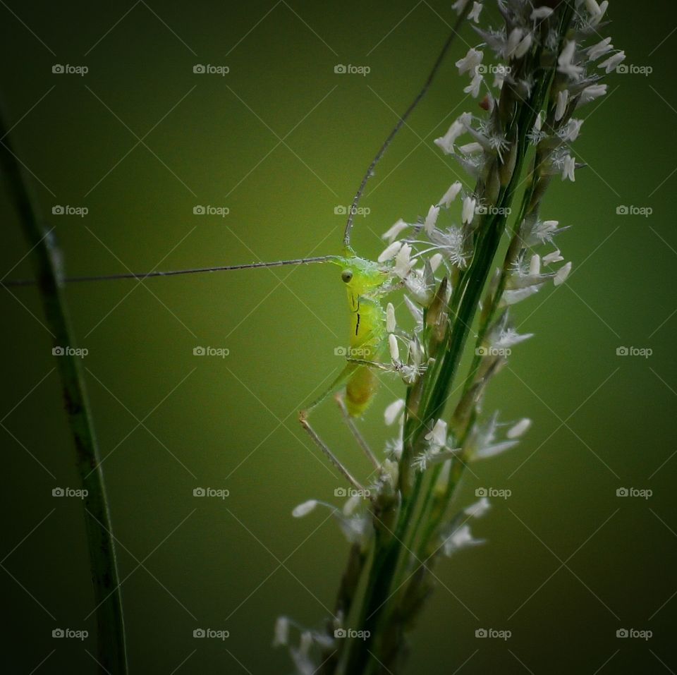 Green creature in green background