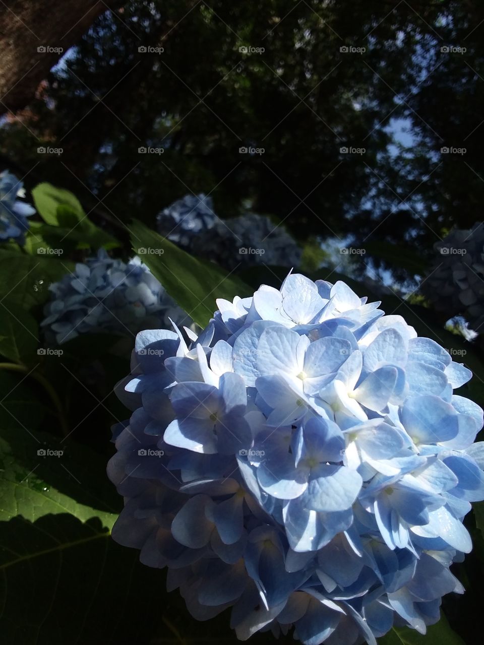 late afternoon shadows cast on the Hydrangea