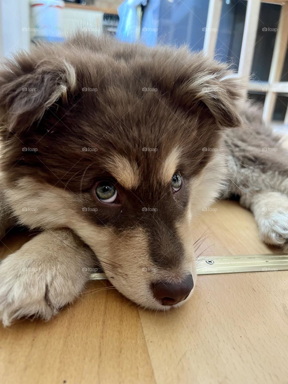 Portrait of a young Finnish Lapphund puppy