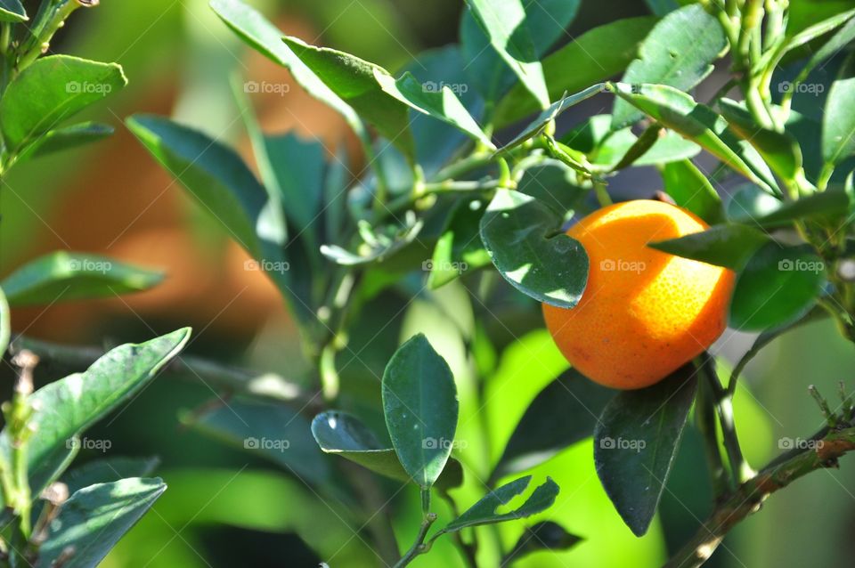 Leaf, Fruit, Nature, No Person, Food