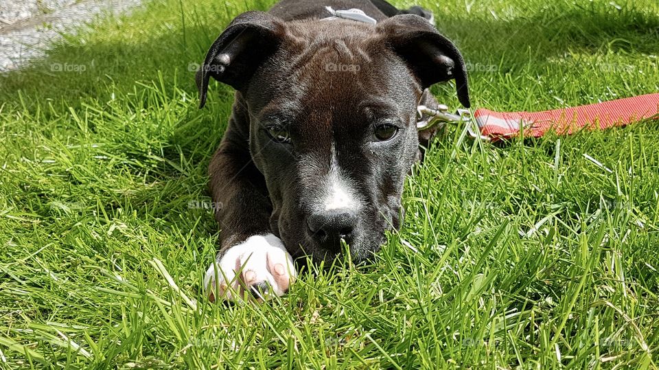 Puppy resting in the grass - gullig amstaff valp  vilar i gräset 