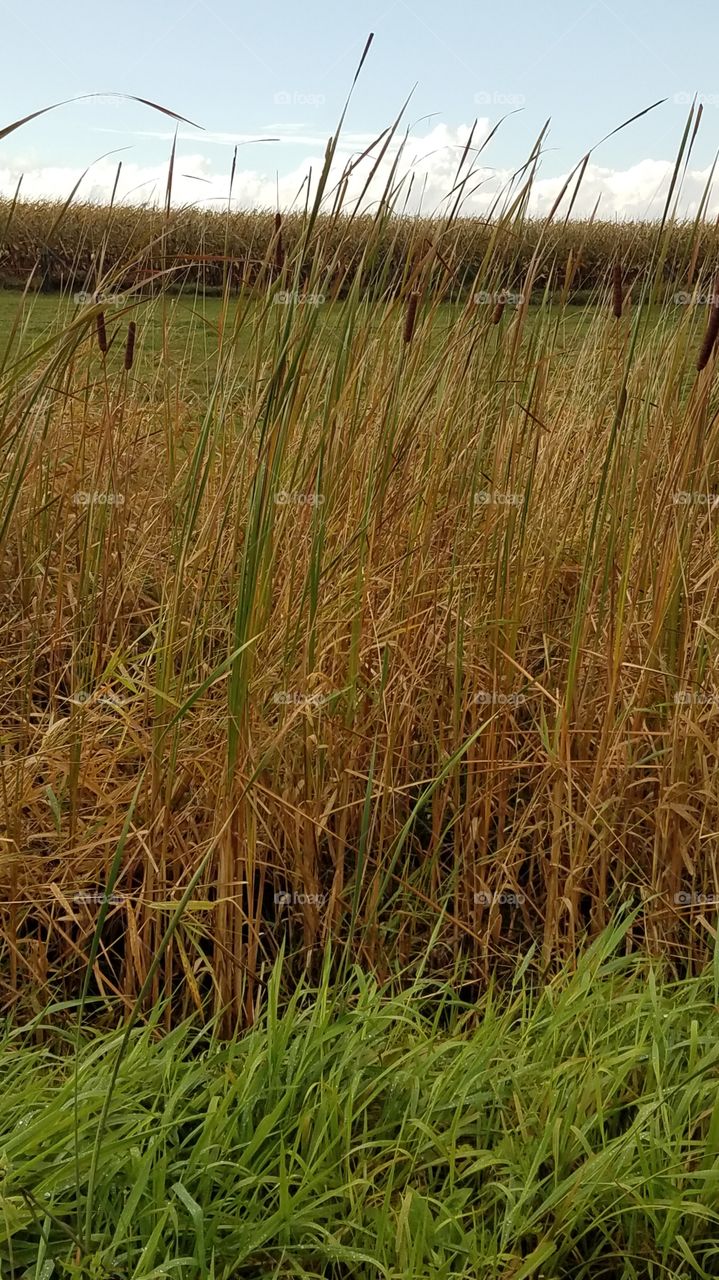Fall marsh