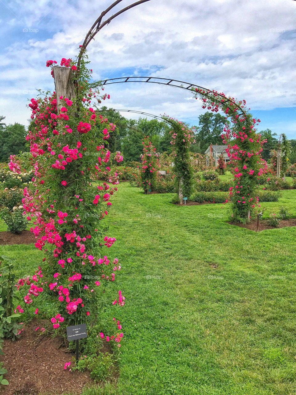 Rose Conservancy 