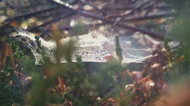 spider web