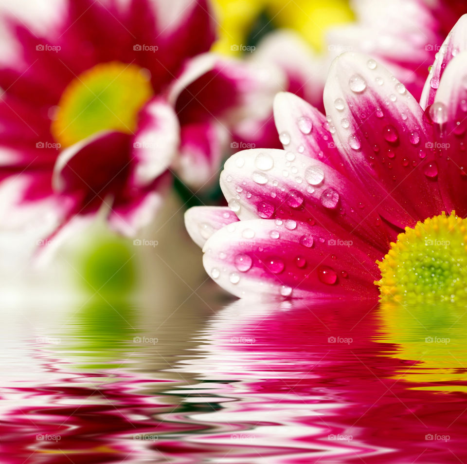 Close-up of pink chrysanthemums daisy with water drops