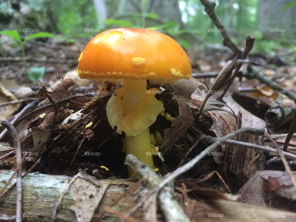 Yellow mushroom 