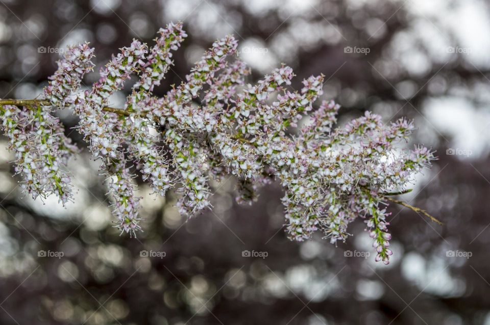 Blooming tamarix (Comb).