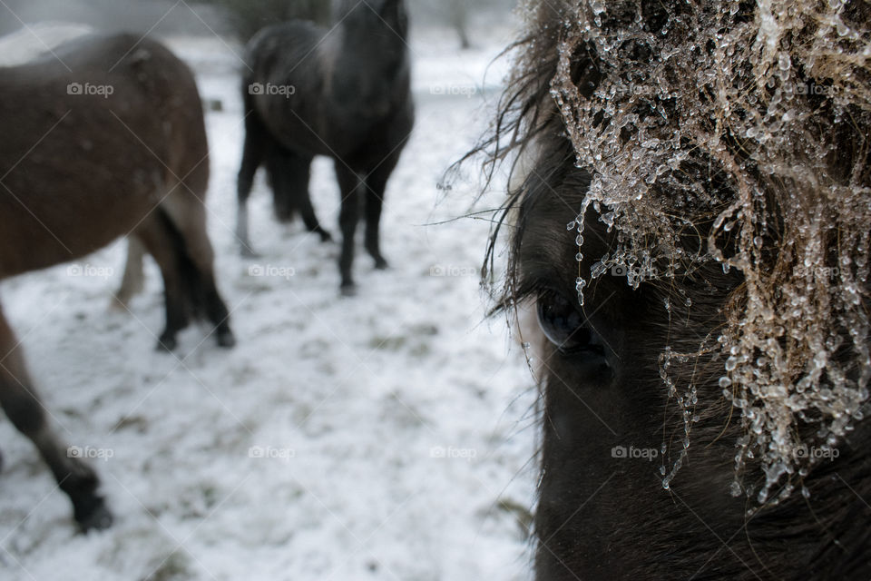 horse winter