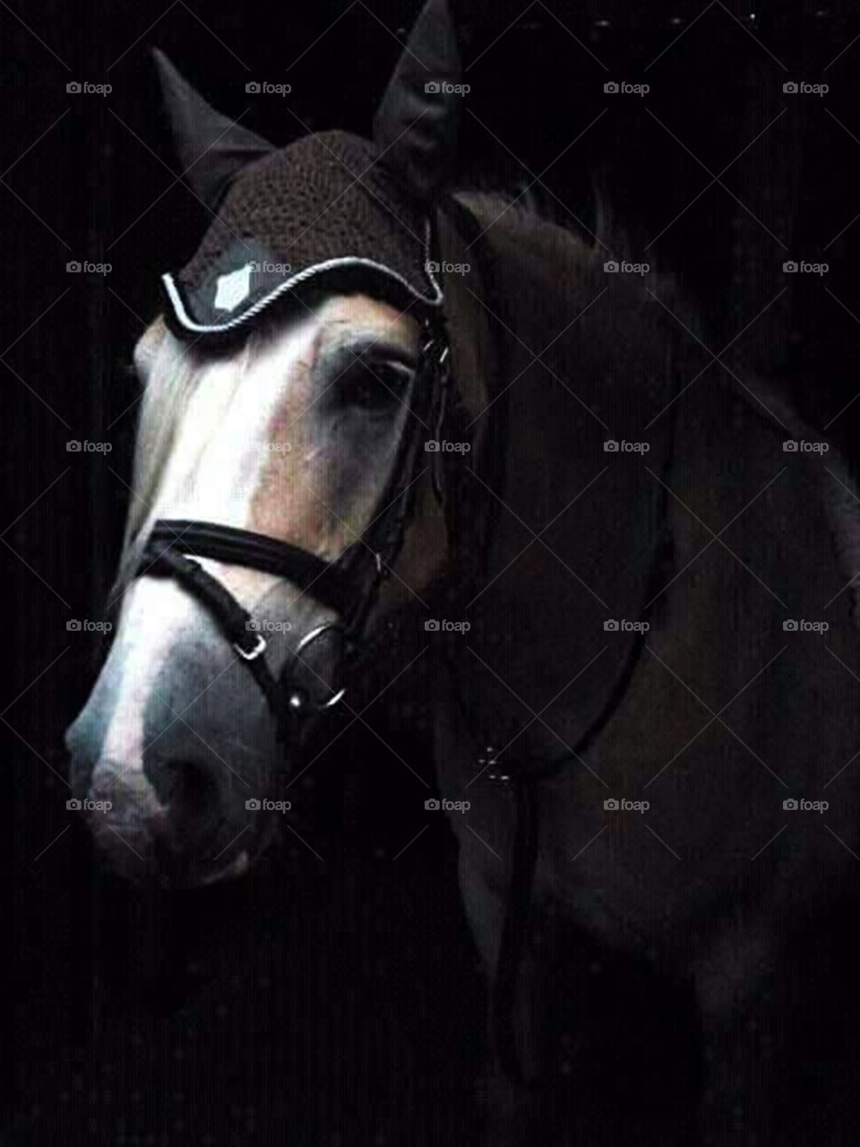 Close-up of a horse at night