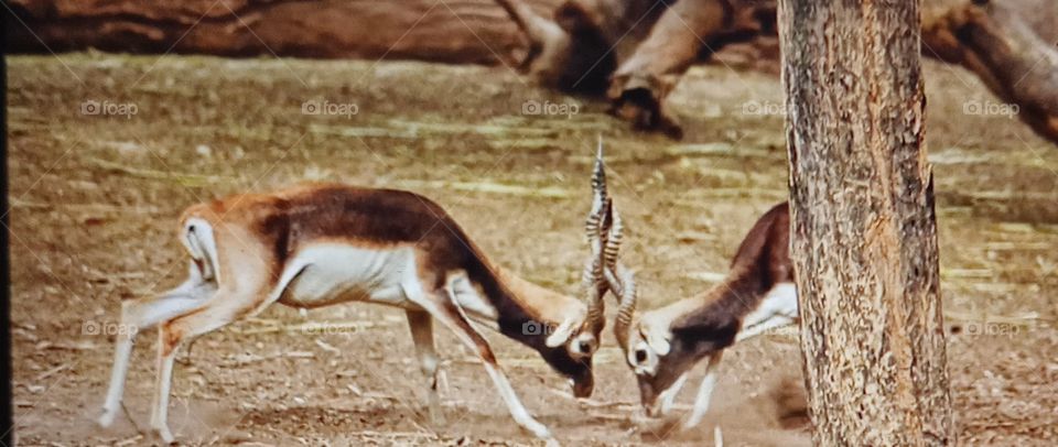 Fight between two deer