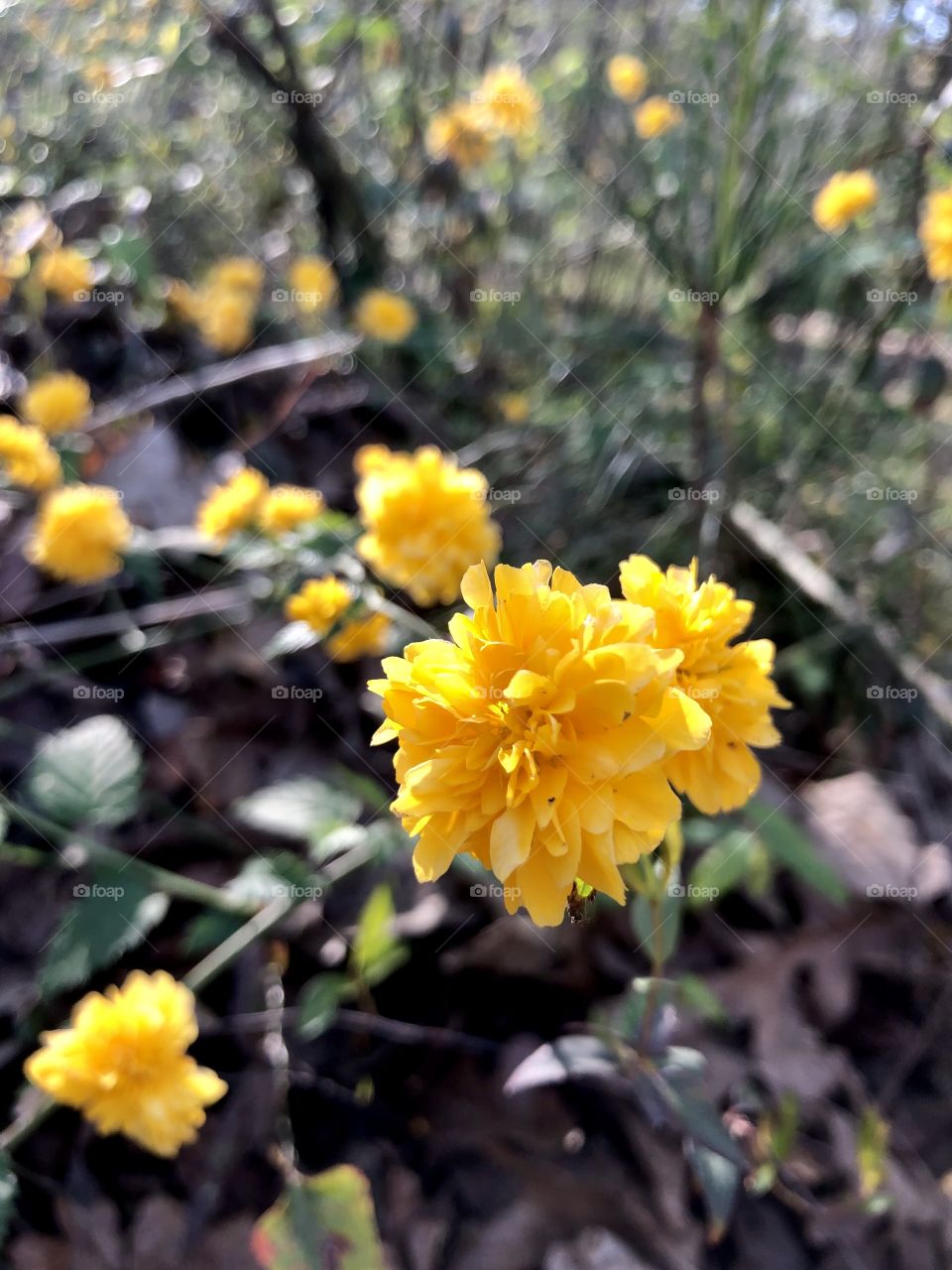 Japanese rose in springtime 