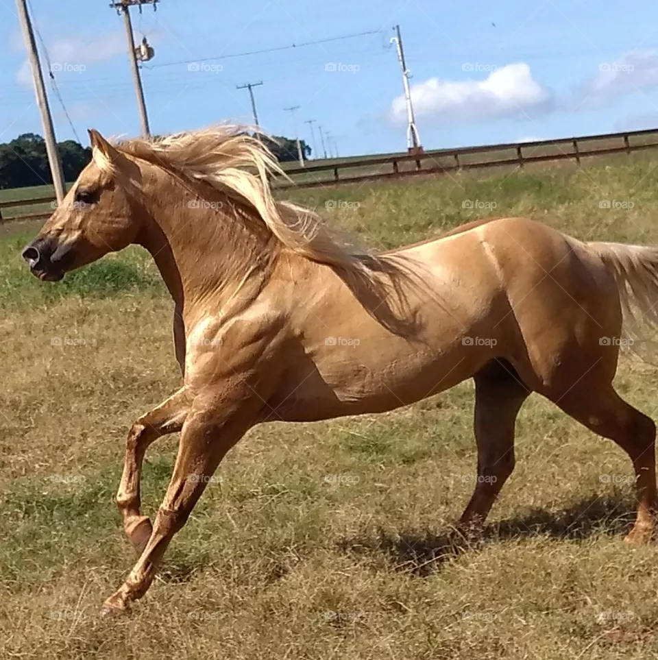 freedom
