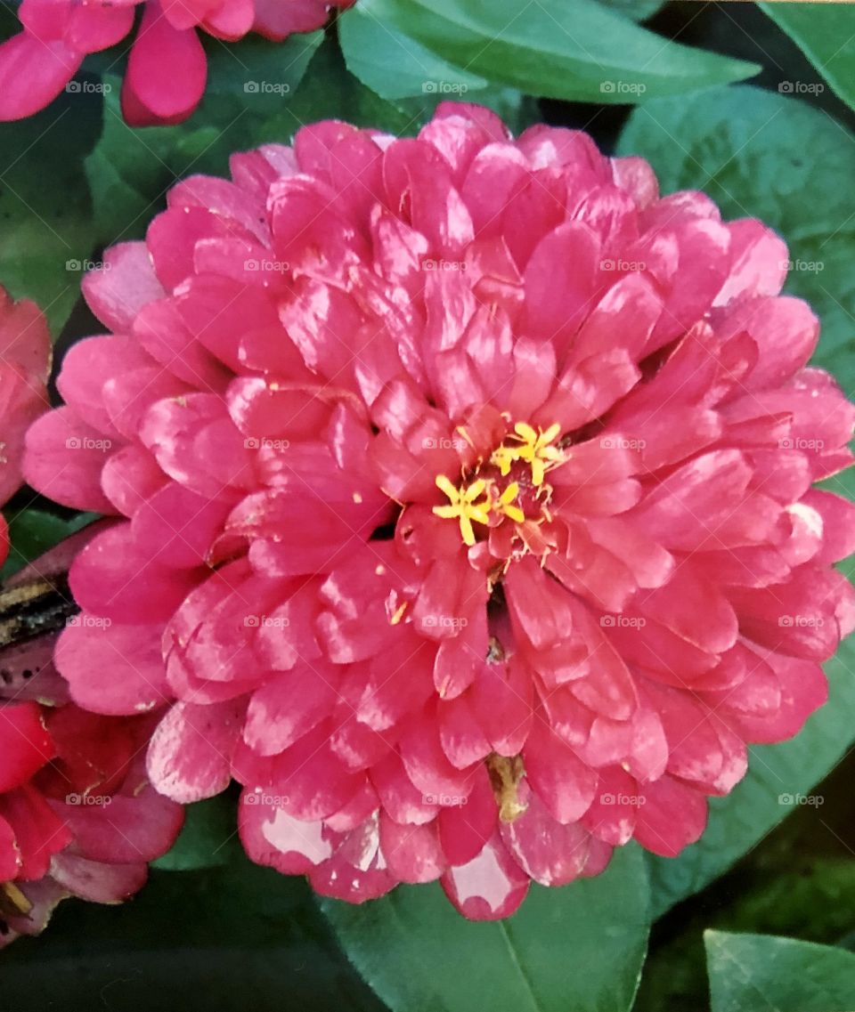 Pink and yellow zinnia