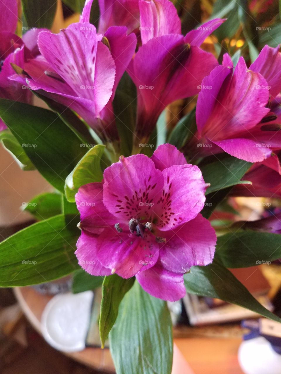 Purple flowers, Alstroemeria