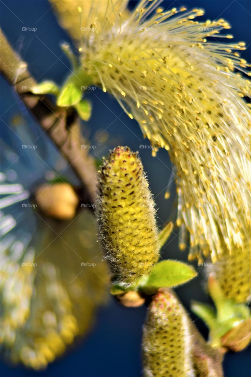 Yellow catkins in spring with blue background close-up macro picture