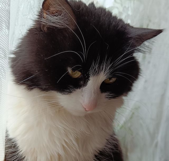 cat