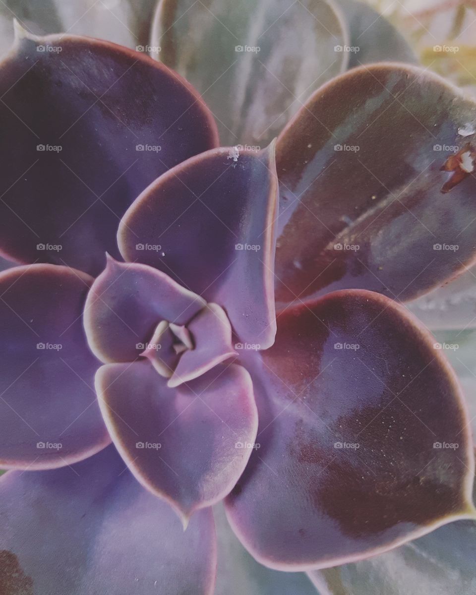 Purple cactus