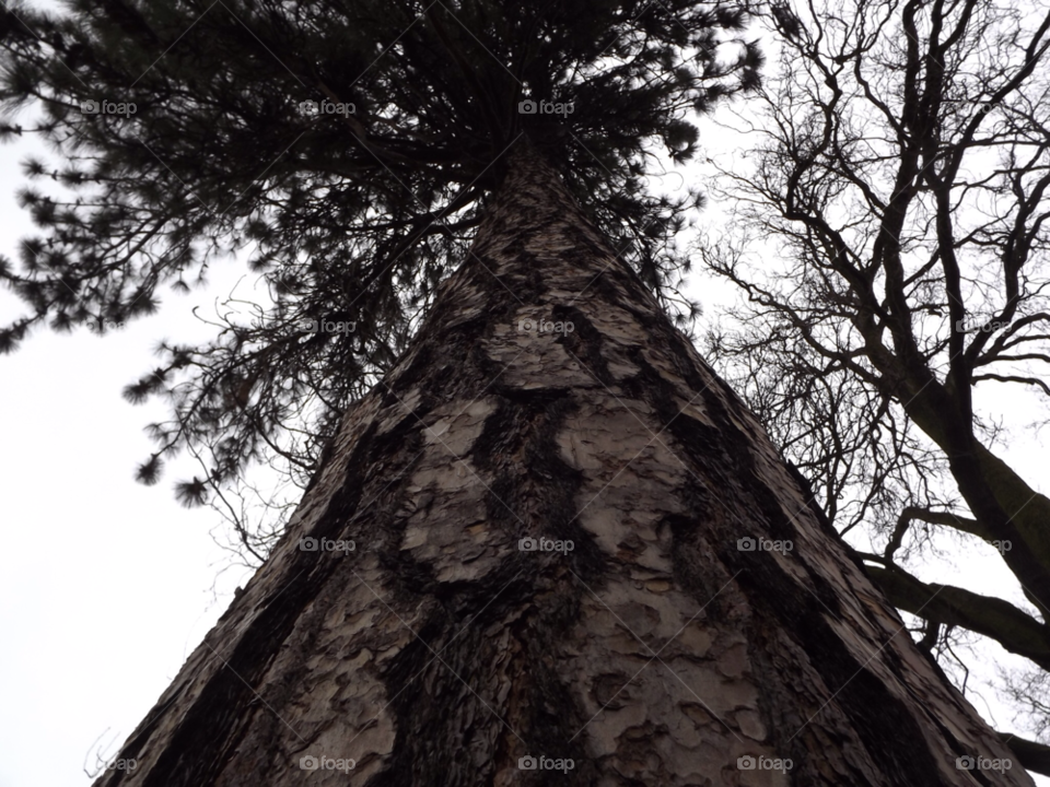 nature trees old branches by mrm