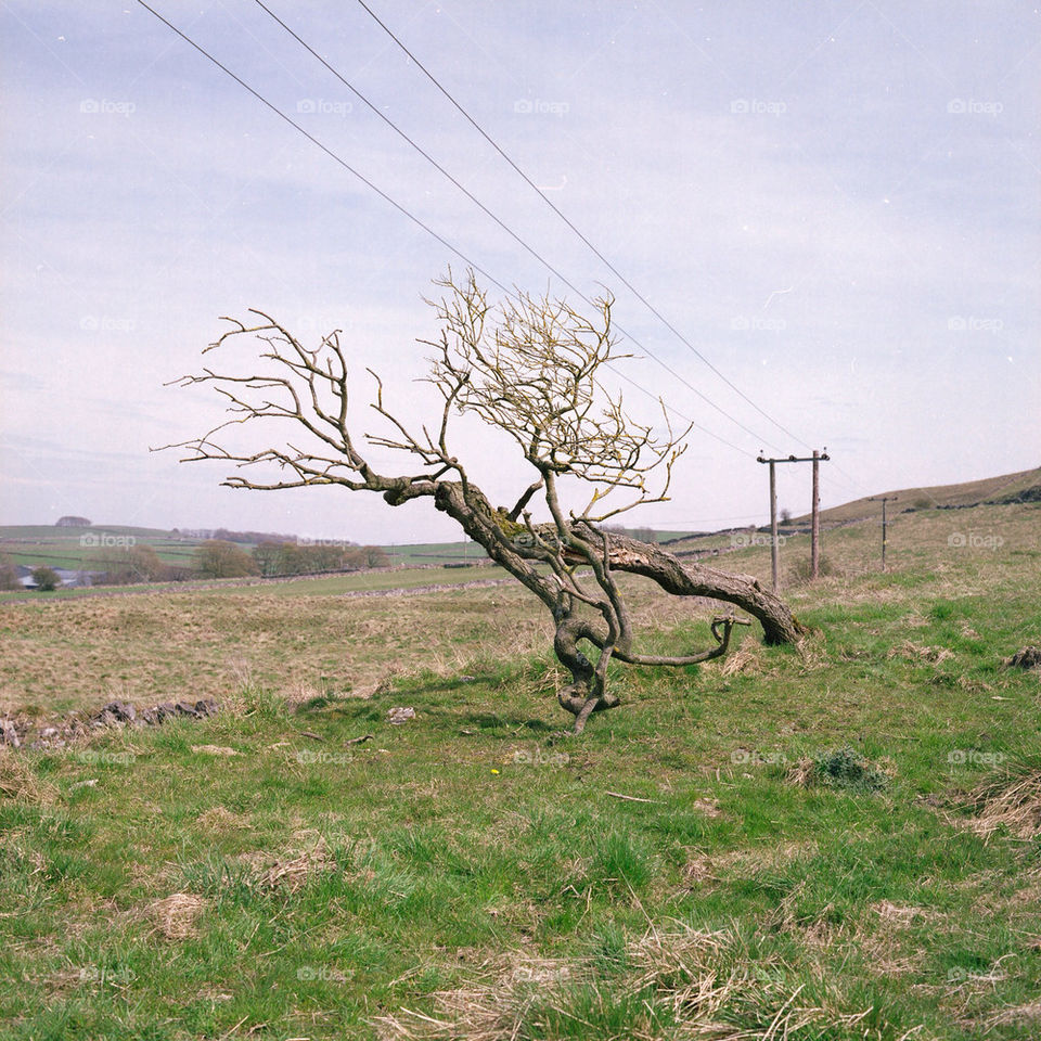sky green field blue by tobias_burkill