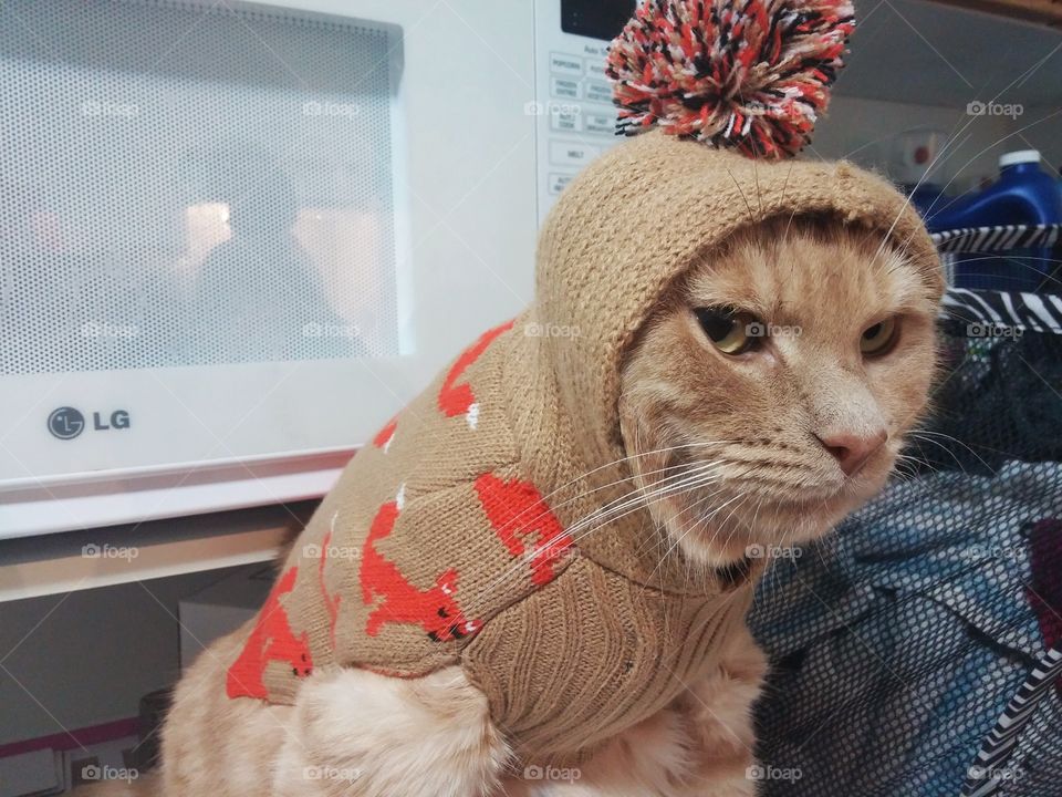 Grumpy Kitty stuffed into sweater.