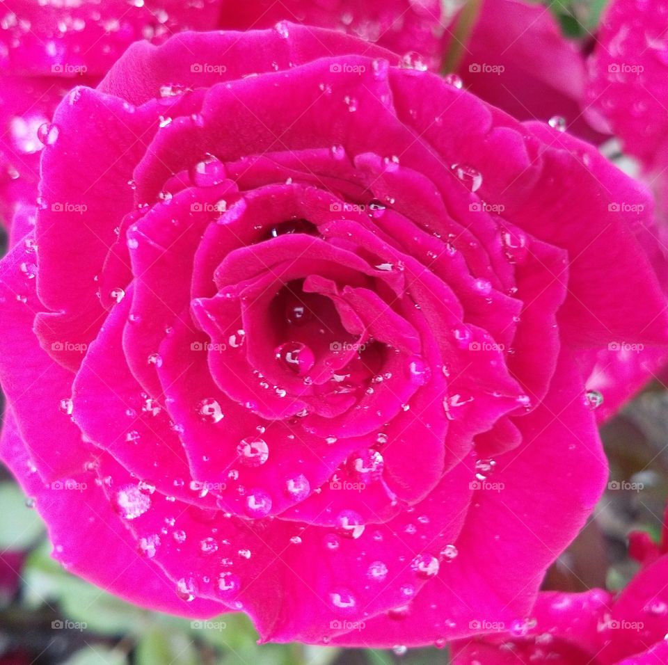 pink blossom beautiful flower rose with rain  drops