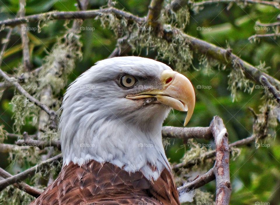 Bald Eagle. Noble American Bald Eagle