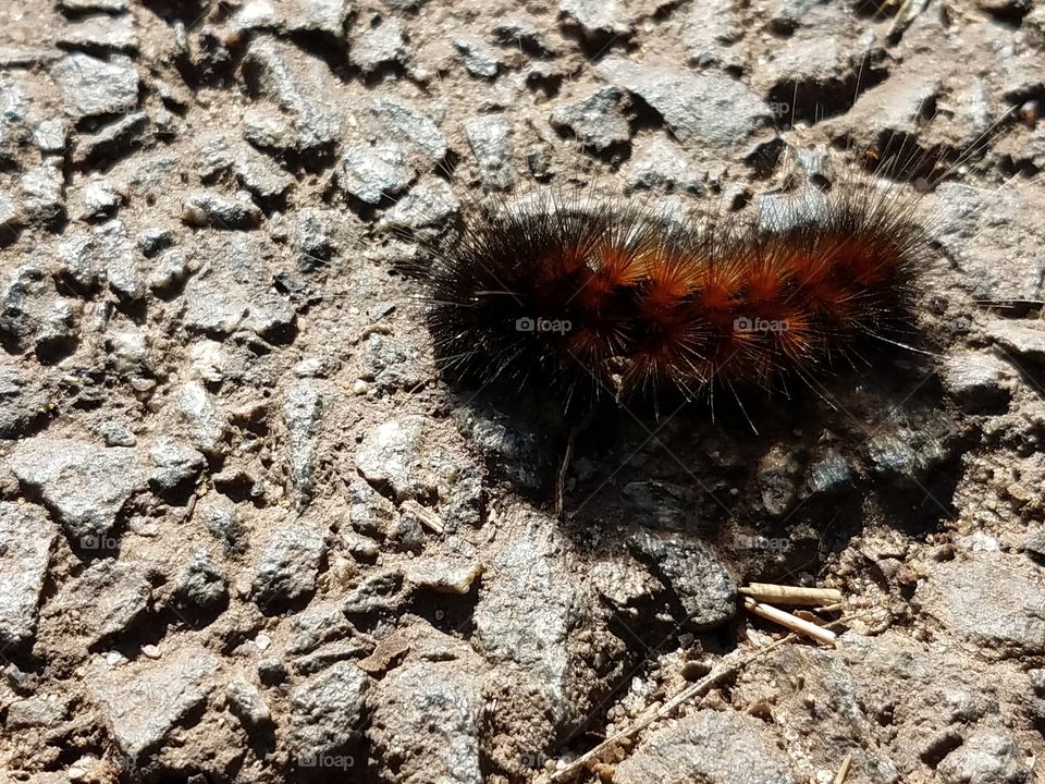 Caterpillar run