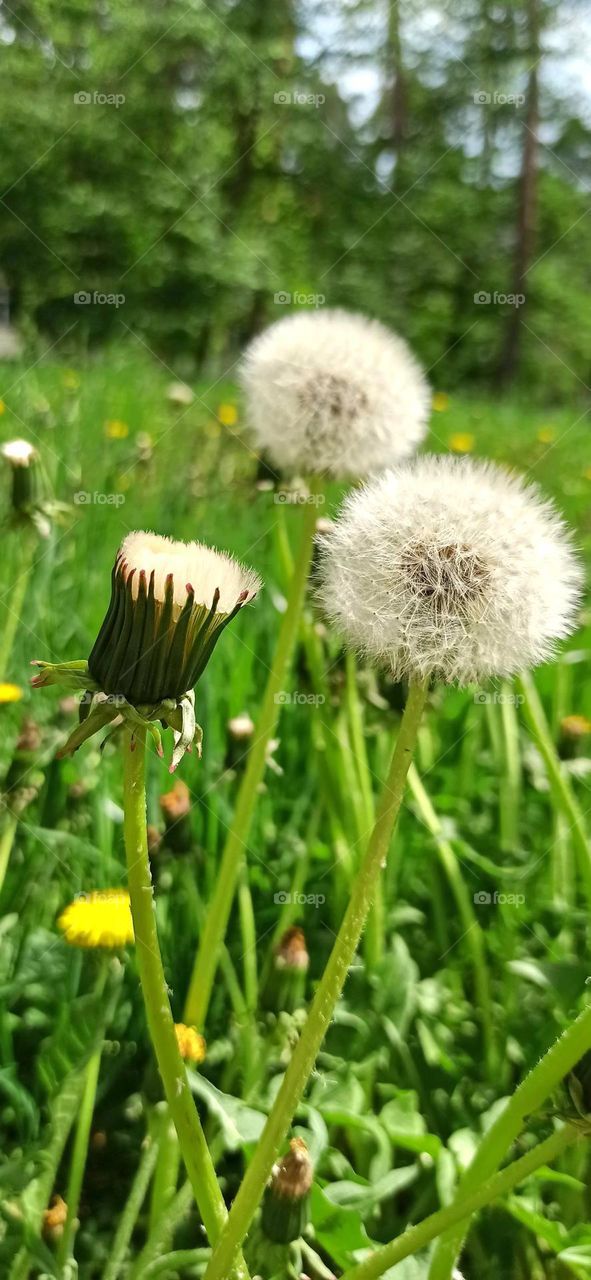 dandelions