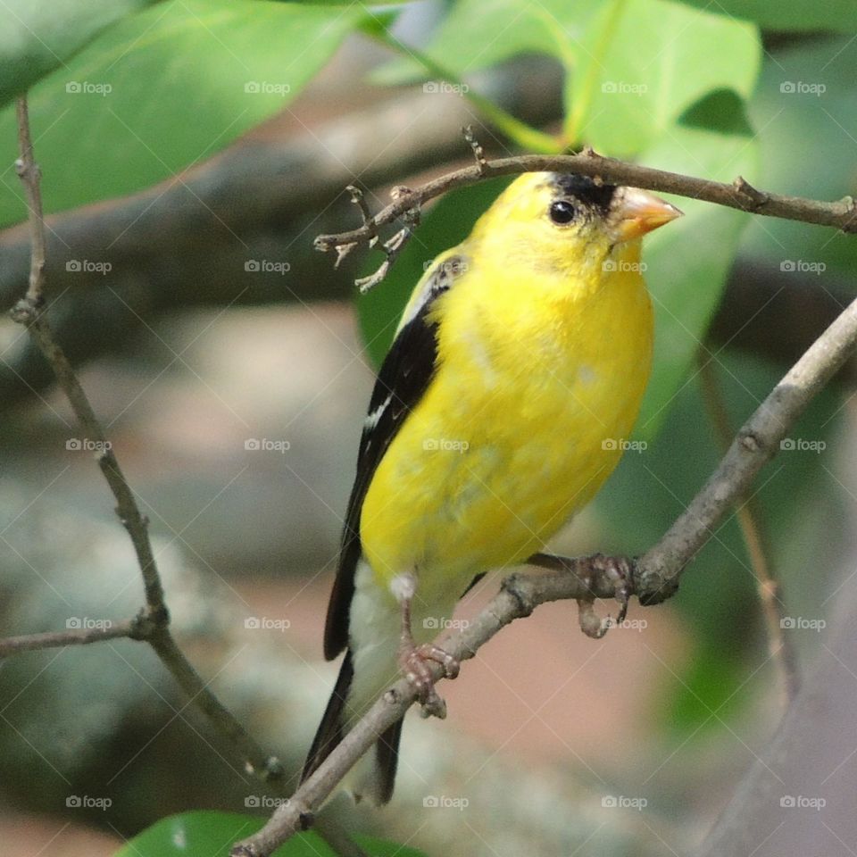 Golden Finch