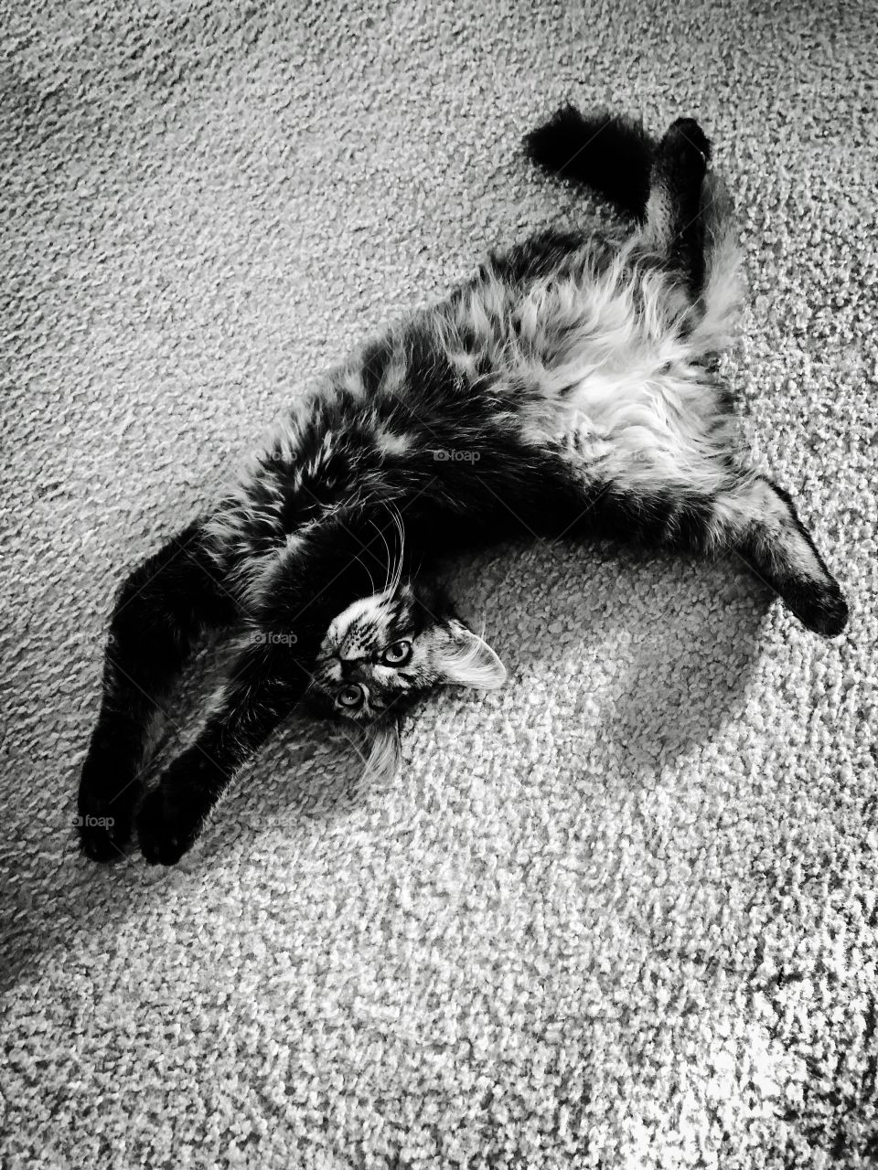 Sleeping kitten black and white