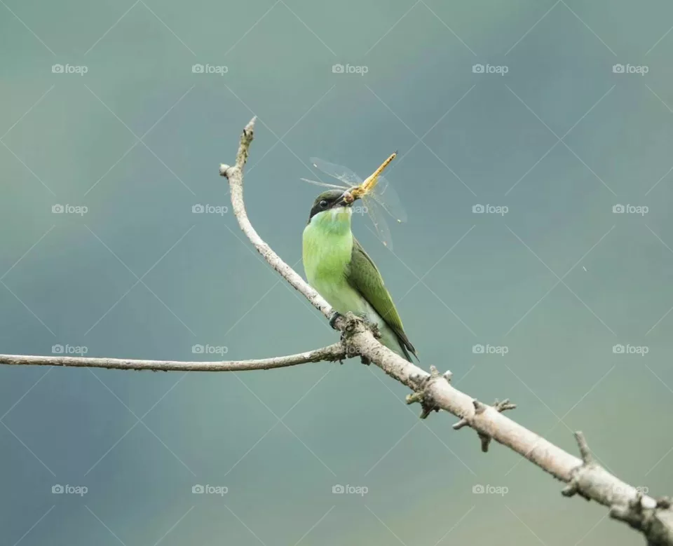Bird eats fly