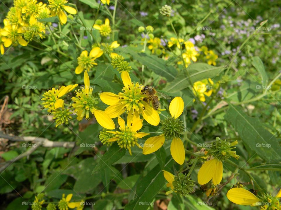 Closeup of honey bee on yellow flowers with green leaves. 
