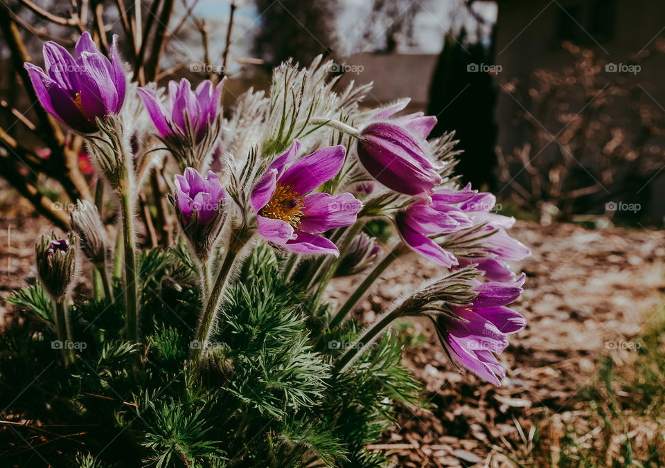 Flowers. Spring. Nature.