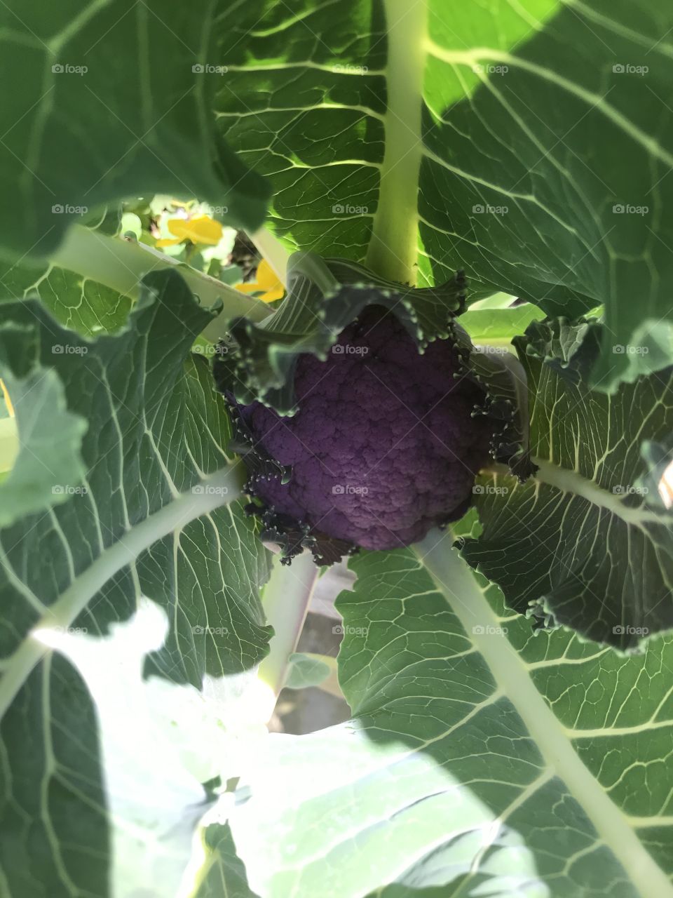 Purple cauliflower 