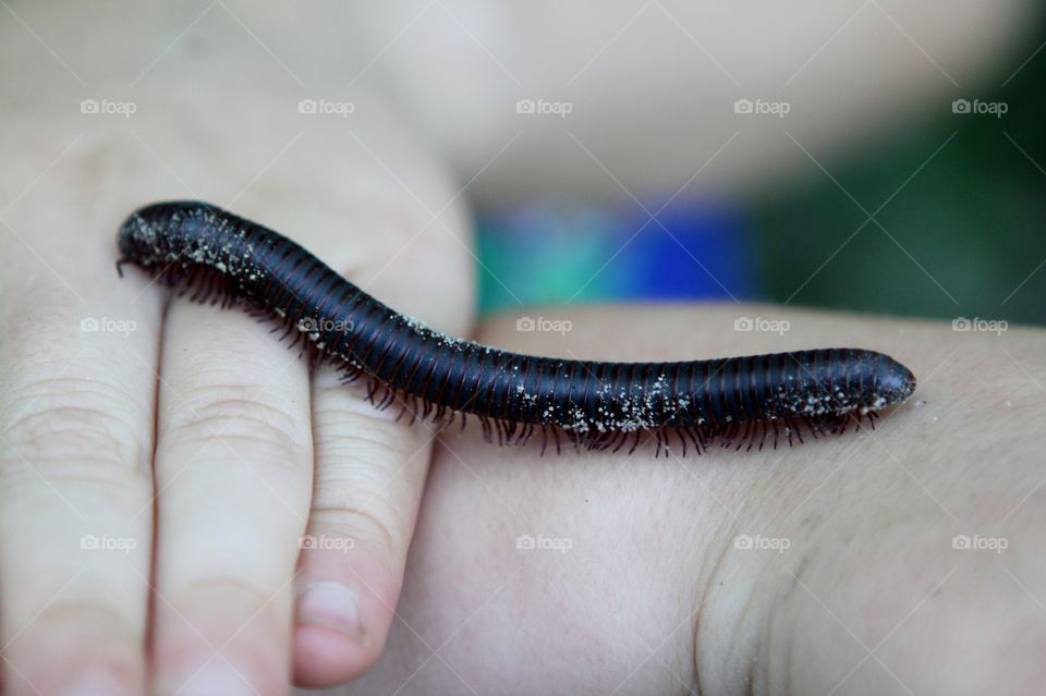 Amazing long dark black millipede moving along young boys hands is simply beautiful! 