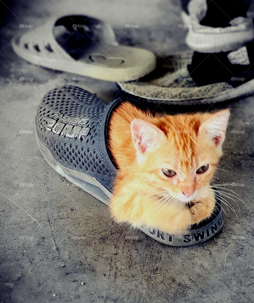 Puss in Shoes