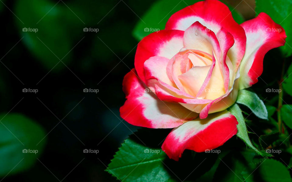 red white rose, colourful rose